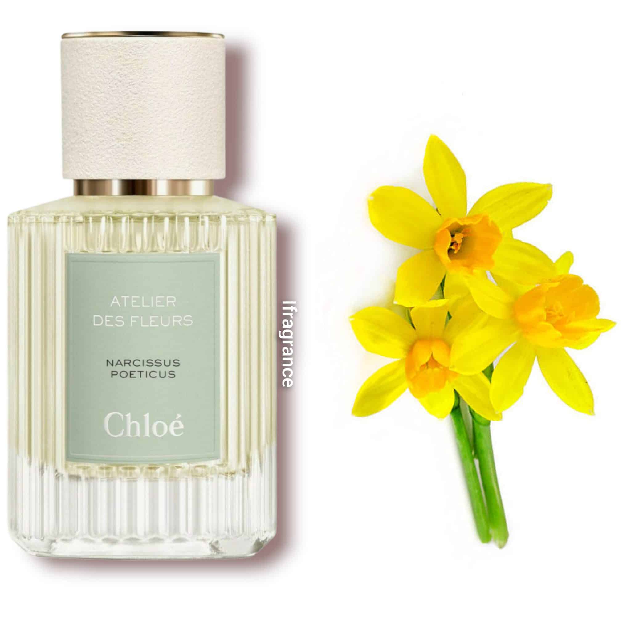 Chloe Atelier Des Fleurs Narcissus Poeticus